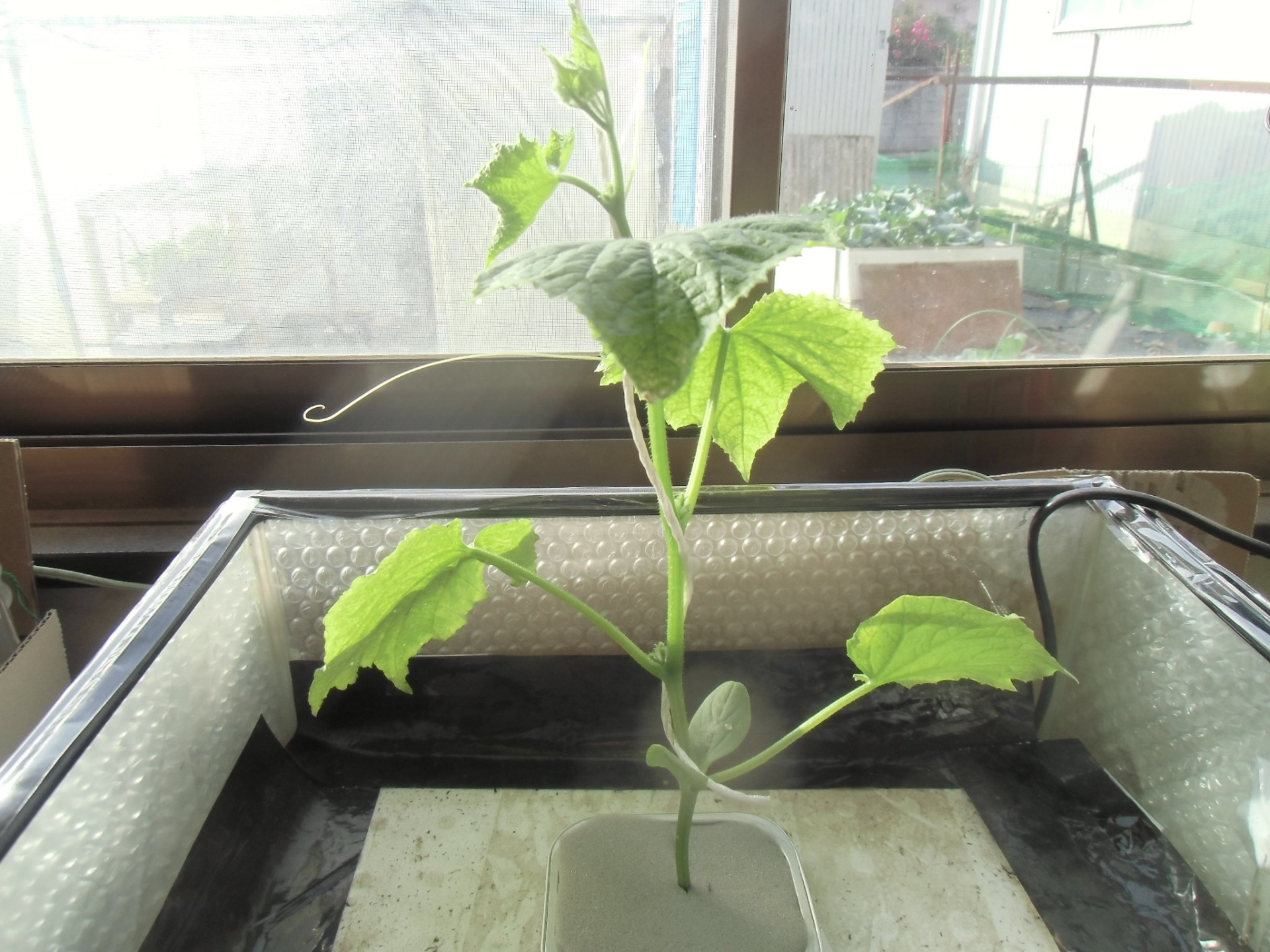 １１月２９日だいぶ大きく成長しました。葉の数も増えています。病気の様子は見られません。これから気温が下がってくるので成長速度が落ちてくると思います。