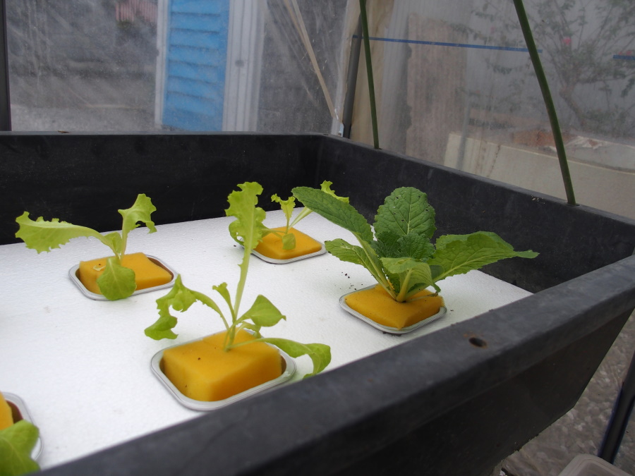 1０月１２日定植直後の白菜の様子です