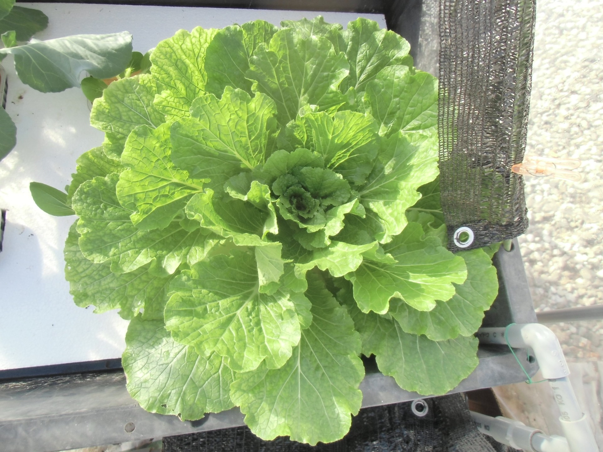 １１月２７日の様子です。だいぶ大きくなりました。一緒に定植したリーフレタスはすでに収穫しました。今はチンゲン菜に代わっています。