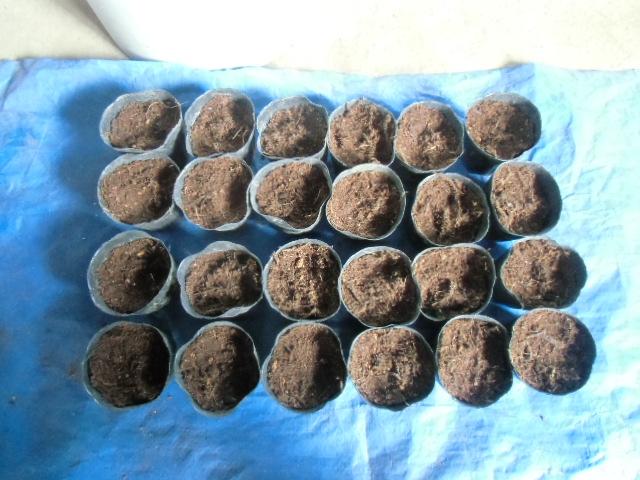 とりあえず24本鉢上げします